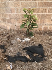 Jatropha integerrima