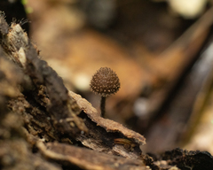 Cystoagaricus strobilomyces