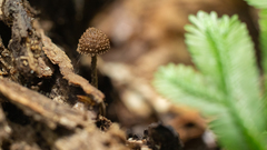 Cystoagaricus strobilomyces