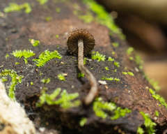 Cystoagaricus strobilomyces