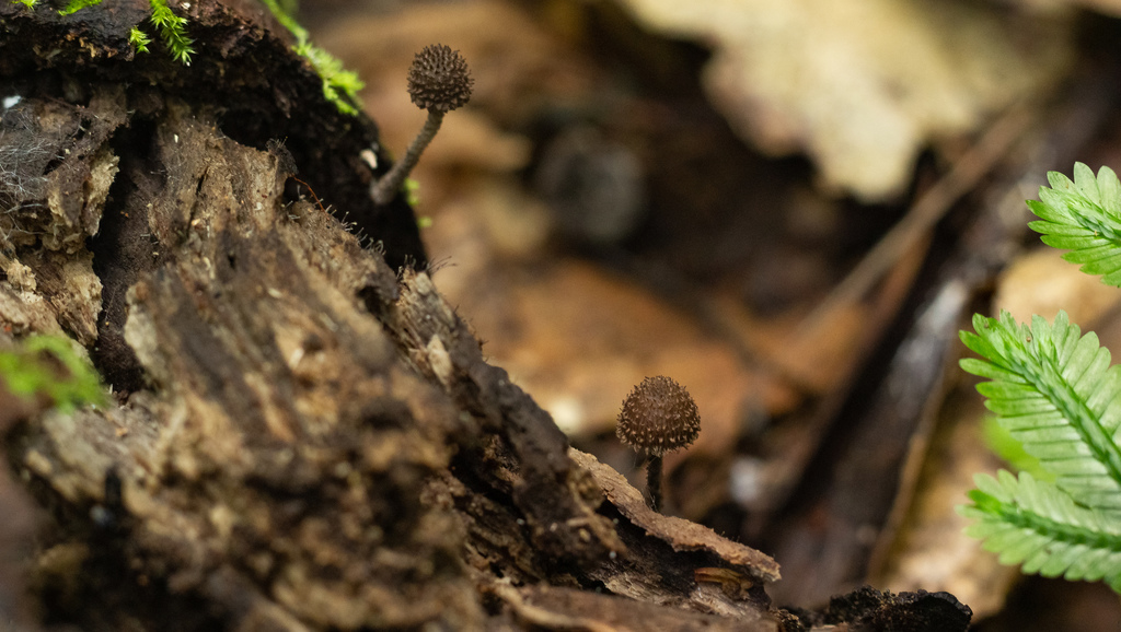Cystoagaricus strobilomyces · January 2022 · photo: © deniszabin (iNaturalist, cc-by)