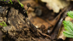 Cystoagaricus strobilomyces