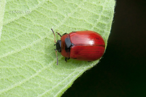 liskavka drobná (Gonioctena viminalis)