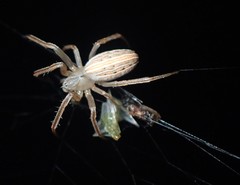 Larinia borealis