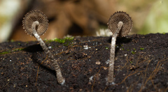 Cystoagaricus strobilomyces