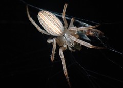 Larinia borealis