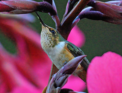 Selasphorus scintilla