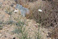 Malacothrix saxatilis tenuifolia