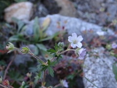 Geranium berteroanum