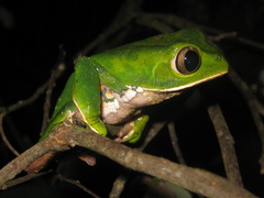 Phyllomedusa burmeisteri