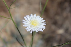 Malacothrix saxatilis tenuifolia