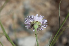Malacothrix saxatilis tenuifolia