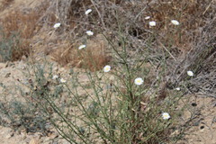 Malacothrix saxatilis tenuifolia