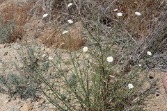 Malacothrix saxatilis tenuifolia