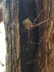 Stenolemopsis lecchi