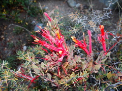 Tristerix verticillatus