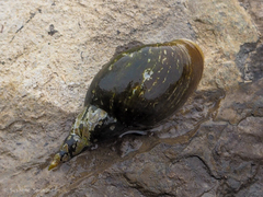 Lymnaea stagnalis