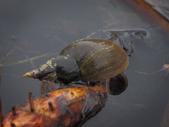 Lymnaea stagnalis