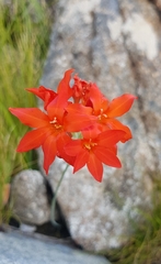 Gladiolus nerineoides