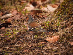 Fringilla coelebs
