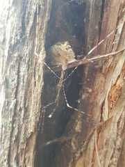 Stenolemopsis lecchi