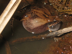 Physalaemus cuvieri
