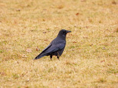 Corvus corone