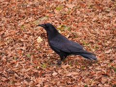 Corvus corone