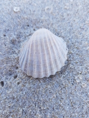 Acanthocardia paucicostata