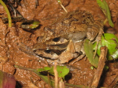 Physalaemus cuvieri