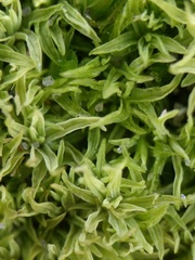 Tortella flavovirens