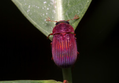 Coleoptera