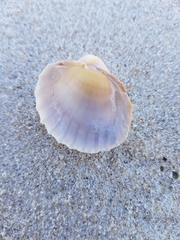 Acanthocardia paucicostata