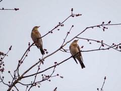 Turdus pilaris