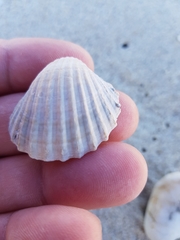 Acanthocardia paucicostata