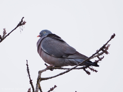 Columba palumbus