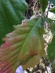 Quercus segoviensis