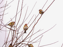 Carduelis carduelis