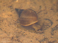Lymnaea stagnalis