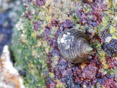 Littorina saxatilis