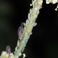 Cavariella theobaldi