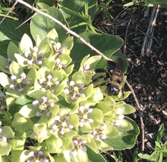 Xylocopa virginica texana