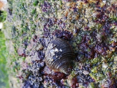Littorina saxatilis