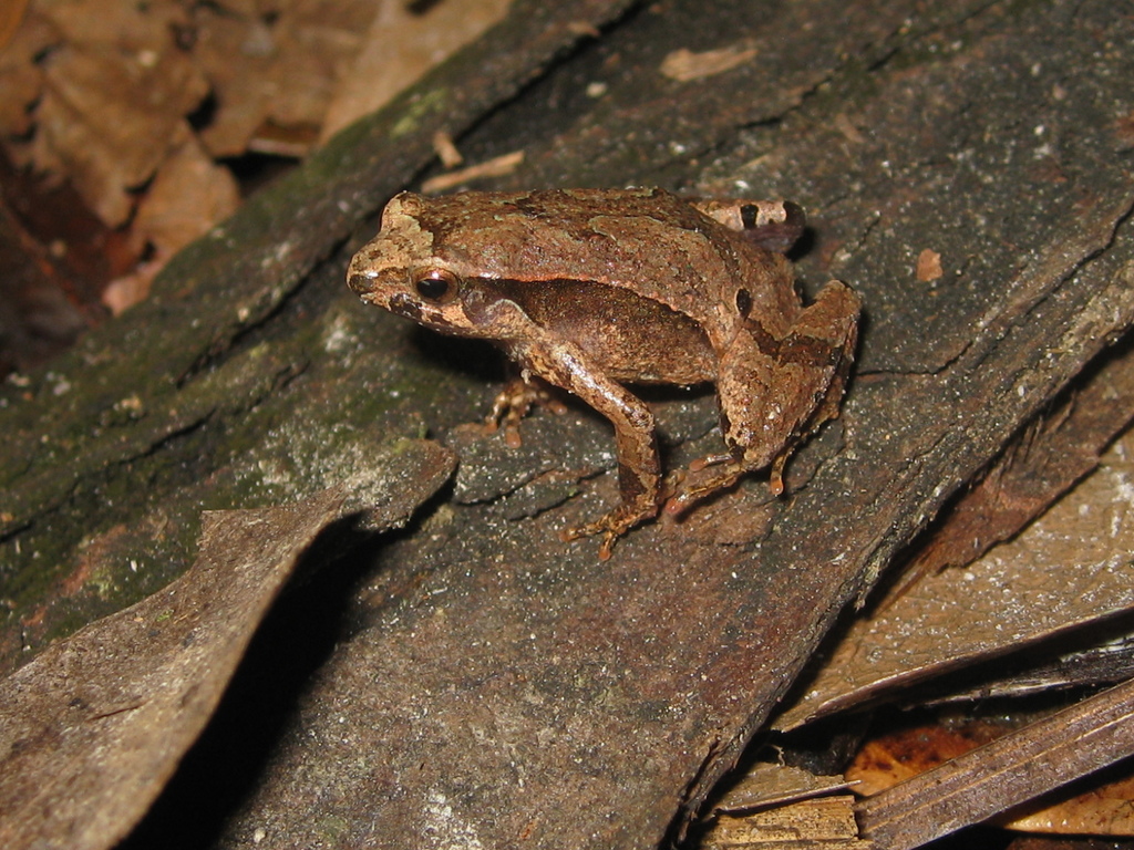 Linhares Dwarf Frog