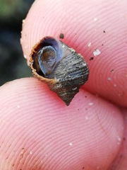 Littorina saxatilis