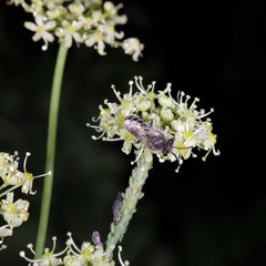 Cavariella theobaldi