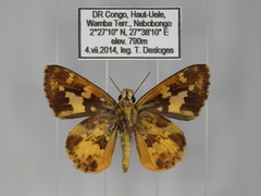 Pardaleodes tibullus tibullus