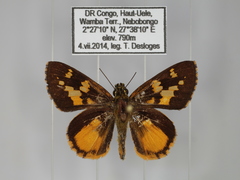 Pardaleodes tibullus tibullus