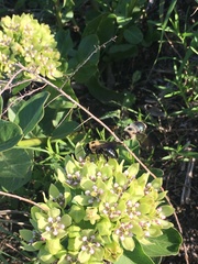 Xylocopa virginica texana