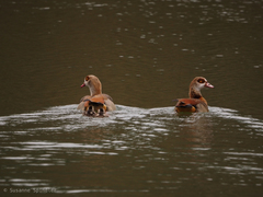 Alopochen aegyptiaca